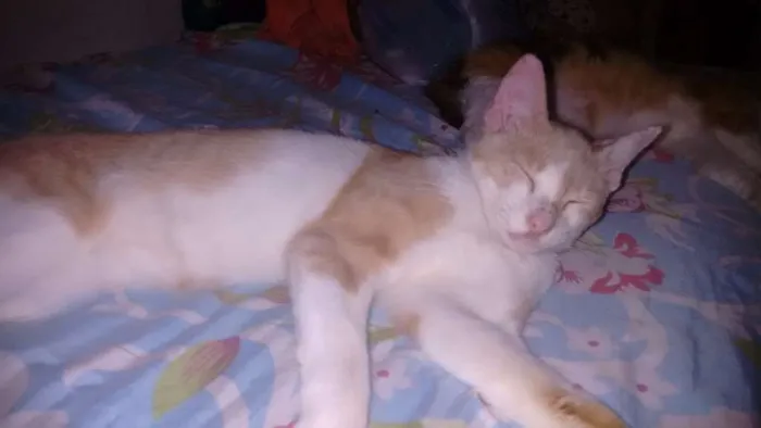 Gato ra a Gato sem raça idade 1 ano nome Amarelinho