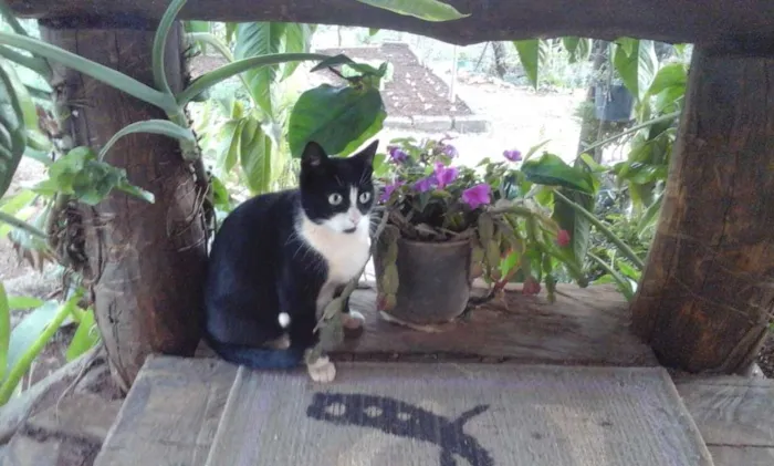 Gato raça Srd idade 1 ano nome Futura mamãe 