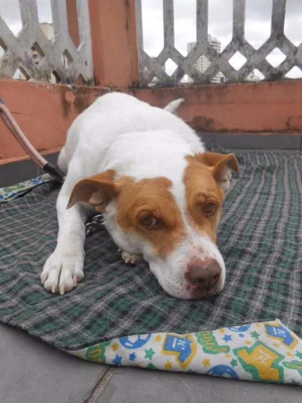 Cachorro ra a RAÇA INDEFINIDA idade 6 ou mais anos nome MAX