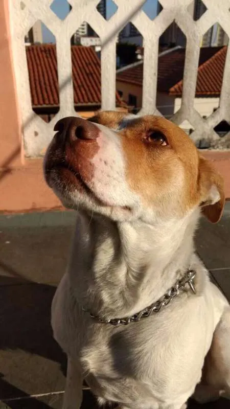 Cachorro ra a RAÇA INDEFINIDA idade 6 ou mais anos nome MAX