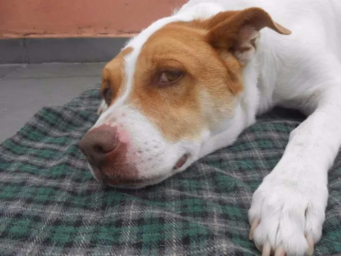 Cachorro ra a RAÇA INDEFINIDA idade 6 ou mais anos nome MAX
