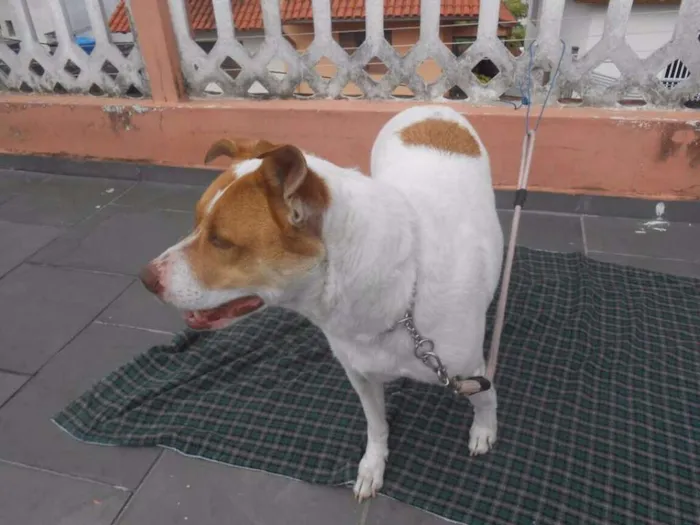 Cachorro ra a RAÇA INDEFINIDA idade 6 ou mais anos nome MAX