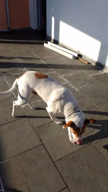 Cachorro ra a RAÇA INDEFINIDA idade 6 ou mais anos nome MAX