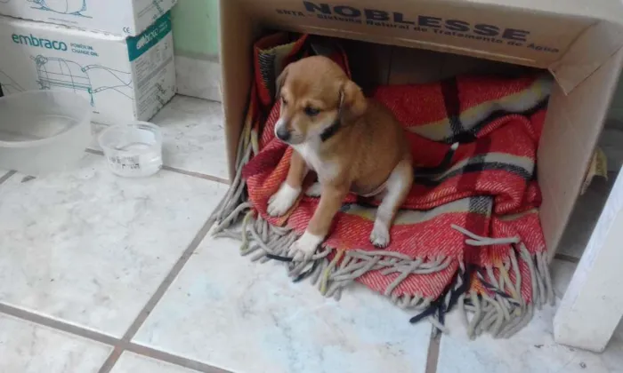 Cachorro raça sem raça idade Abaixo de 2 meses nome sem nome