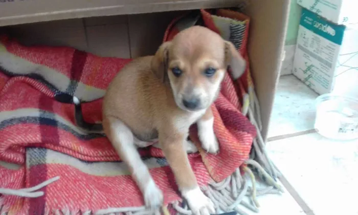 Cachorro raça sem raça idade Abaixo de 2 meses nome sem nome