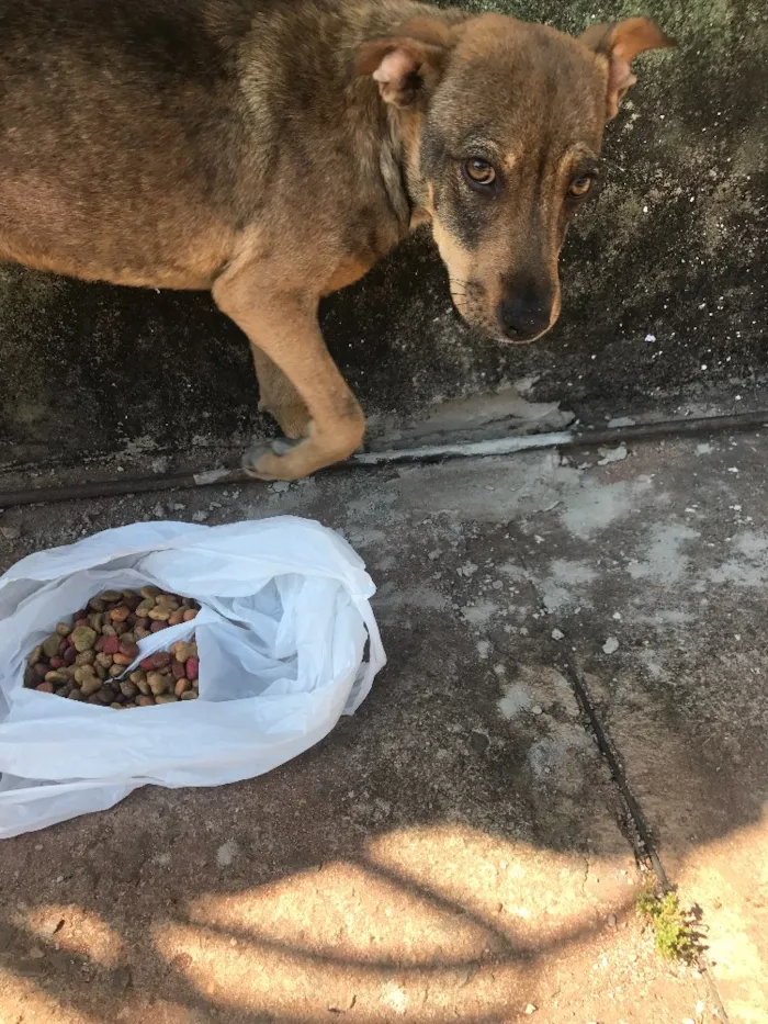 Cachorro ra a Sem raça específica  idade 2 anos nome Sem nome
