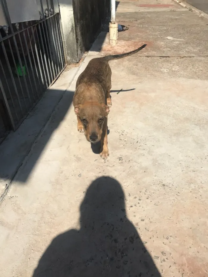Cachorro ra a Sem raça específica  idade 2 anos nome Sem nome