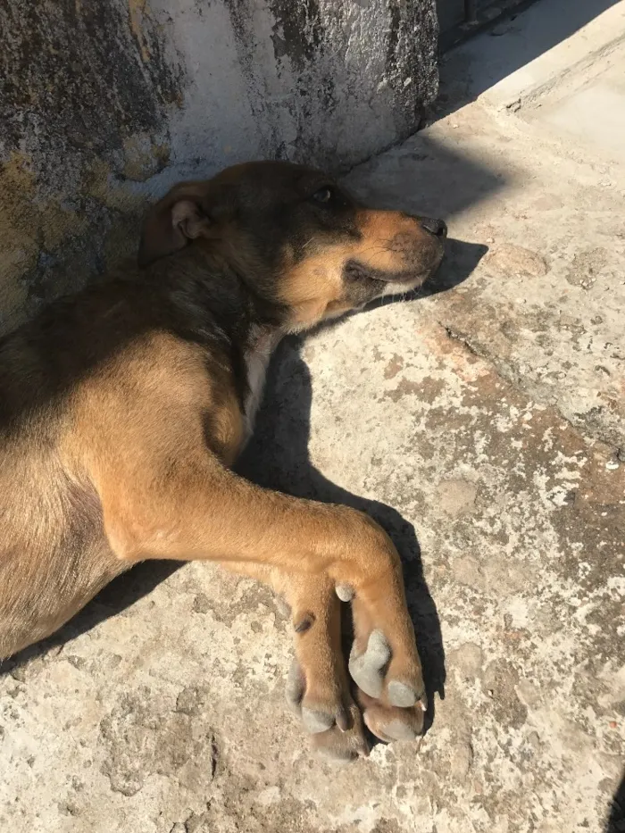 Cachorro ra a Sem raça específica  idade 2 anos nome Sem nome