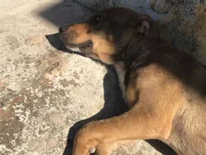 Cachorro raça Sem raça específica  idade 2 anos nome Sem nome