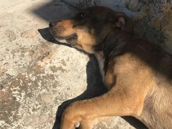 Cachorro ra a Sem raça específica  idade 2 anos nome Sem nome