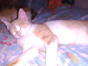 Gato raça Gato sem raça idade 1 ano nome Amarelinho