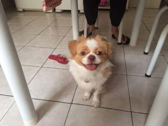 Cachorro ra a Pequinês  idade 2 anos nome Caezar