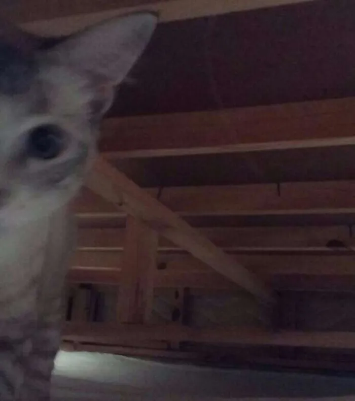 Gato raça MESTIÇA idade 7 a 11 meses nome MIMOSA