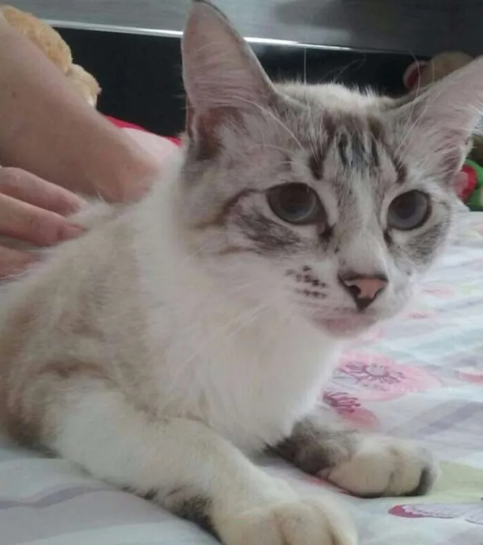 Gato raça MESTIÇA idade 7 a 11 meses nome MIMOSA