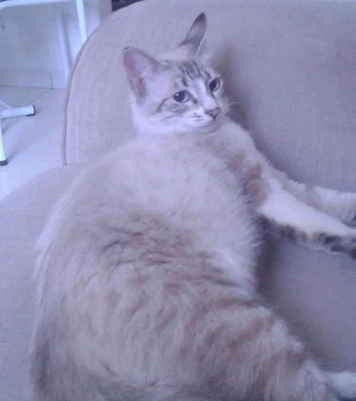 Gato raça MESTIÇA idade 7 a 11 meses nome MIMOSA