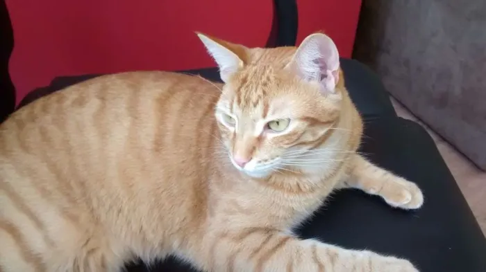 Gato ra a Srd idade 1 ano nome Estalone