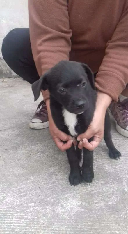 Cachorro ra a SRD idade Abaixo de 2 meses nome nego