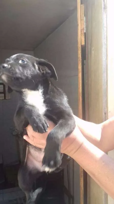 Cachorro ra a SRD idade Abaixo de 2 meses nome nego