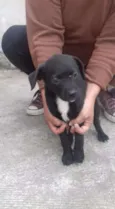 pretinhos