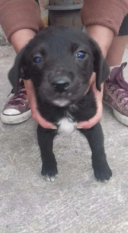 Cachorro ra a SRD idade 2 a 6 meses nome pretinhos