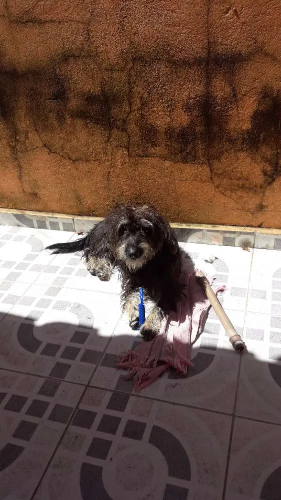 Cachorro ra a Indefinida idade 2 anos nome Nina