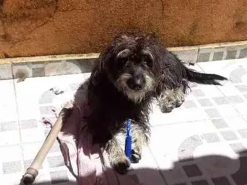 Cachorro ra a Indefinida idade 2 anos nome Nina