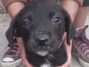 Cachorro raça SRD idade 2 a 6 meses nome pretinhos
