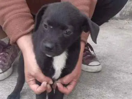 Cachorro ra a SRD idade Abaixo de 2 meses nome nego