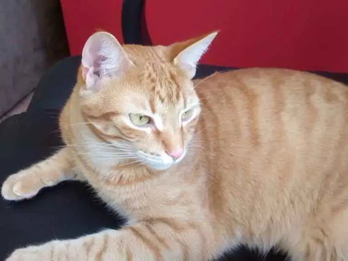 Gato ra a Srd idade 1 ano nome Estalone