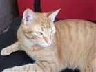 Gato raça Srd idade 1 ano nome Estalone