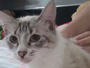 Gato raça MESTIÇA idade 7 a 11 meses nome MIMOSA