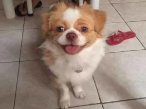Cachorro raça Pequinês  idade 2 anos nome Caezar