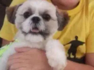 Cachorro raça SHITZU idade 1 ano nome FUFY
