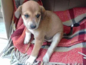 Cachorro raça sem raça idade Abaixo de 2 meses nome sem nome