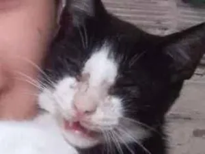 Gato raça Não indetificada idade 1 ano nome Petit