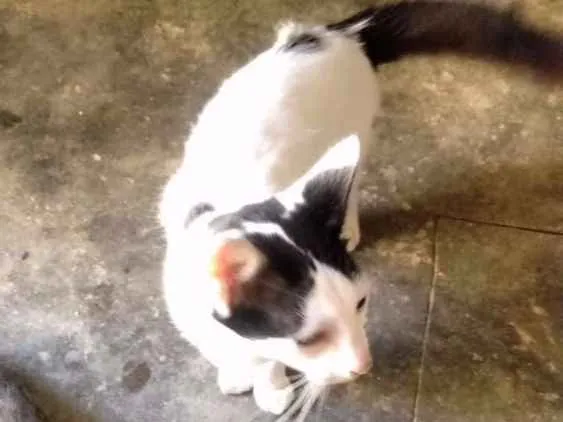 Gato ra a Sem raça idade 1 ano nome Branquinho