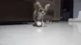 URGENTE / GATINHO AB