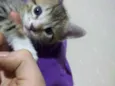 URGENTE / GATINHO AB