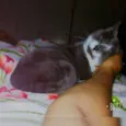 Laylla