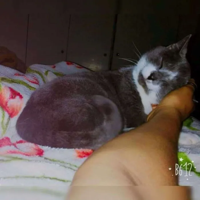 Gato ra a  idade  nome Laylla