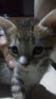 URGENTE / GATINHO AB