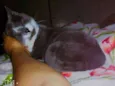 Laylla