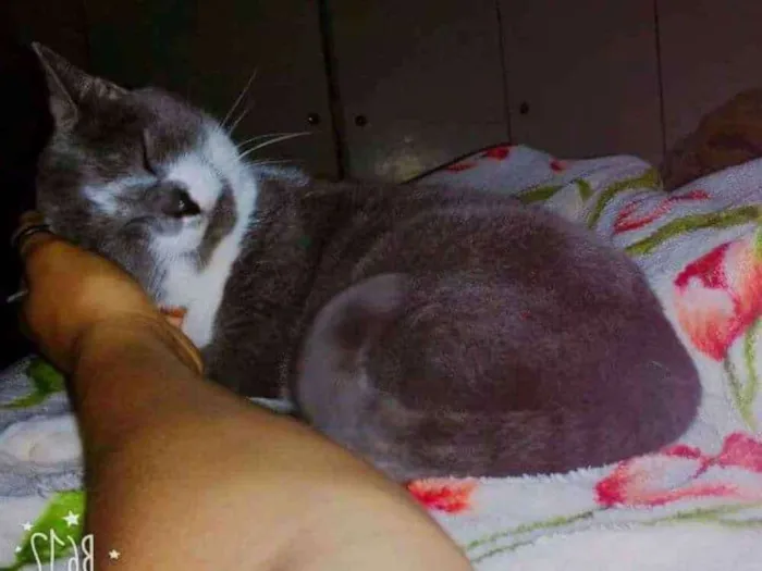 Gato ra a  idade  nome Laylla