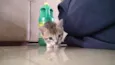 URGENTE / GATINHO AB