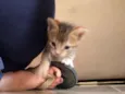URGENTE / GATINHO AB