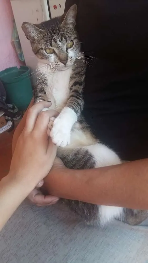 Gato ra a  idade 2 a 6 meses nome não tem ainda 