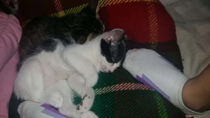 Gato ra a  idade 2 a 6 meses nome não tem ainda 