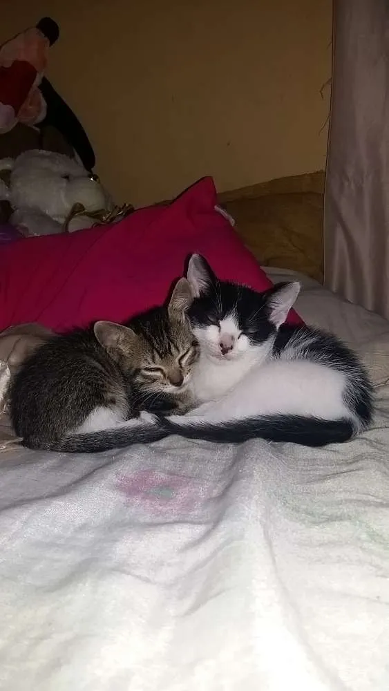 Gato ra a  idade 2 a 6 meses nome não tem ainda 
