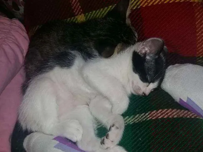 Gato ra a  idade 2 a 6 meses nome não tem ainda 