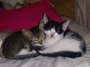 Gato raça  idade 2 a 6 meses nome não tem ainda 